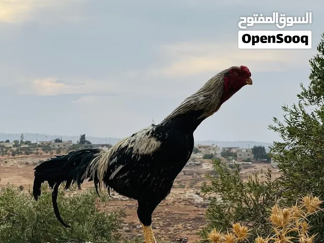 جاج نخب الماني وباكستاني للبيع سعر حرق