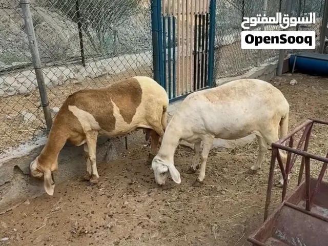للبيع يعد سودانيات
