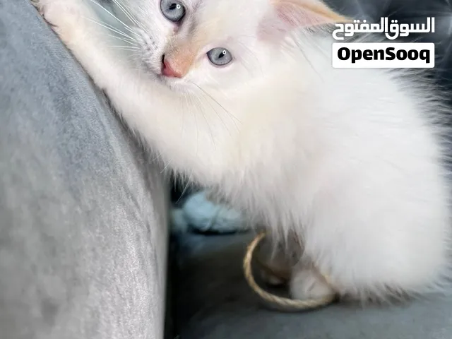 قطط للبيع ميكس شيرازي و فيرجن راس الخيمة