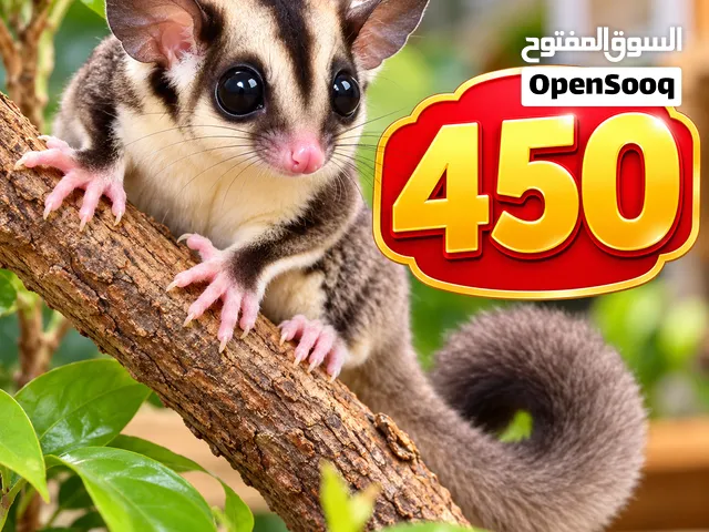 شوجرجليدر حبه 450