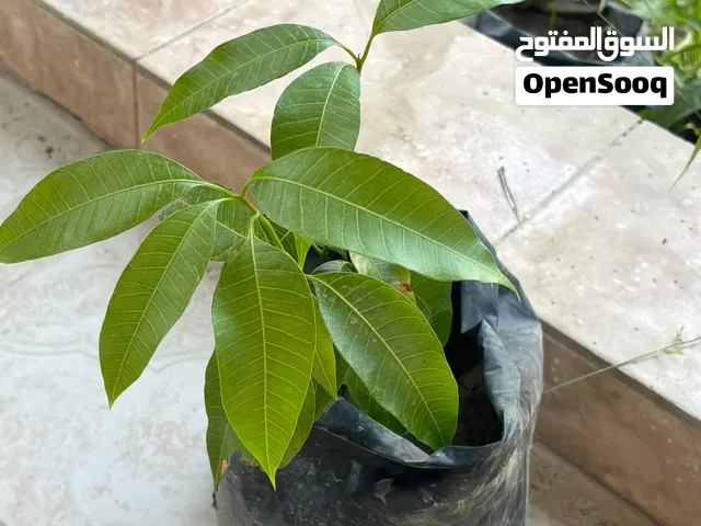 متوفر شتلات مانجو الاسعار تبدء من 800 بيسه فقط
