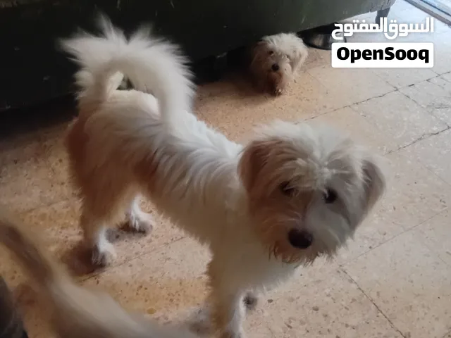 كلاب جريفون للبيع