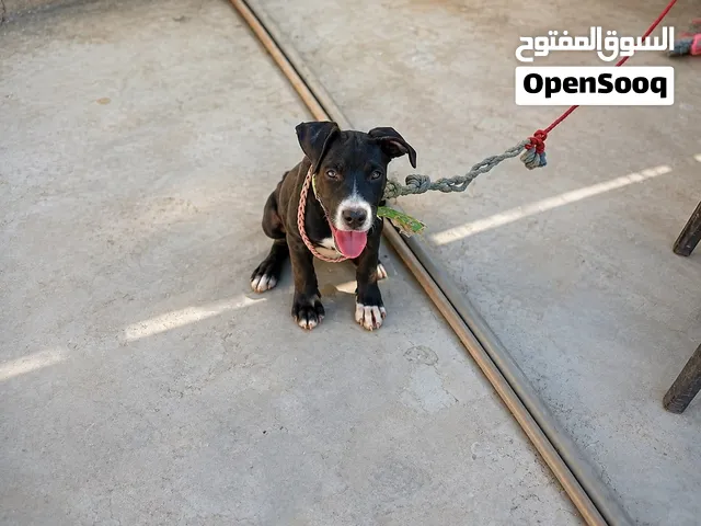 كلاب البيتبول
