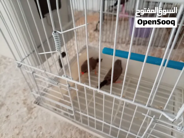 جوز شاركول للبيع