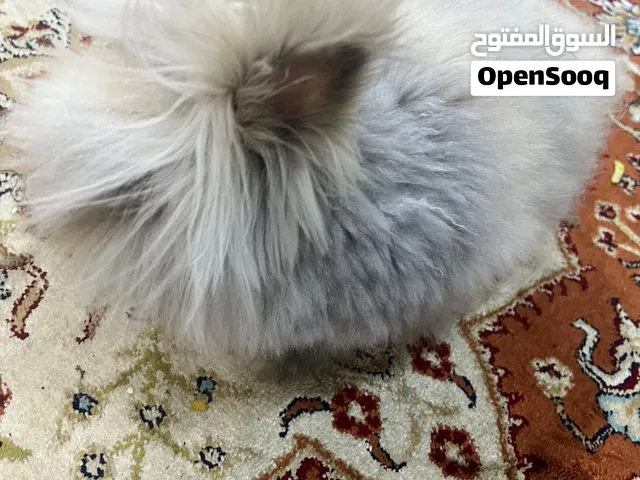 ارنب انقورا