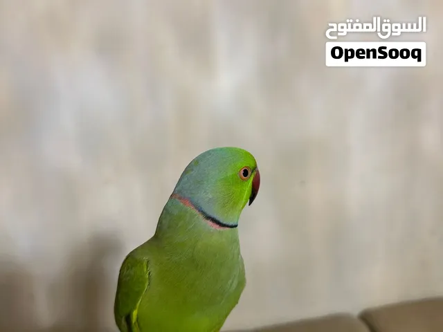 السلام عليكم للبيع متوه ذكر