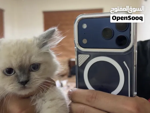 قطة همالايا
