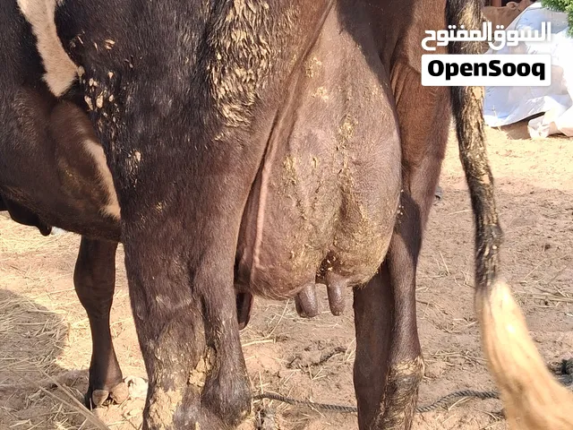 بقرة حليب مهجنه هولندي جيرسي