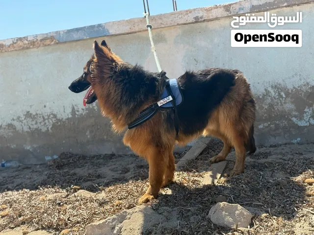 كلب جيرمن شيبرد للبيع