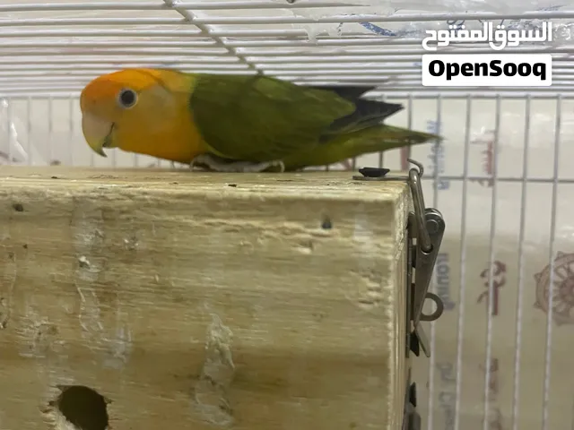 زوج ببغاء روز