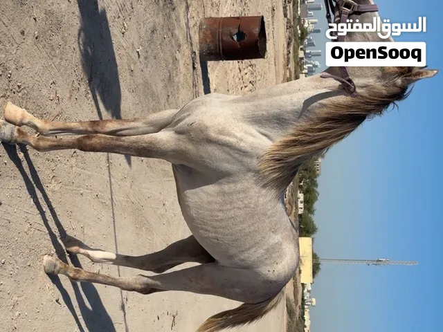 خيل فلوه للبيع