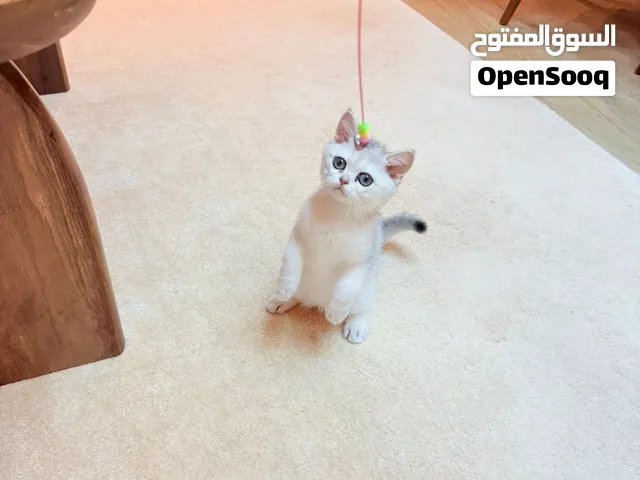 للبيع سكوتش  NS11