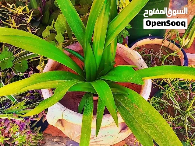 مجموعة احواض غرس فخار