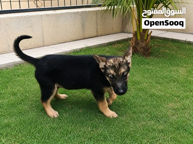 كلب كلاب جرو شيبريد بلاك جيرمن شيبرد بيور حراسة