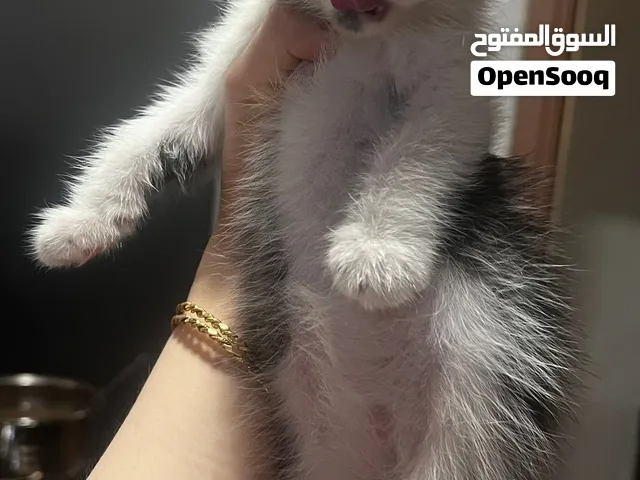 قطه أنثى للتبني