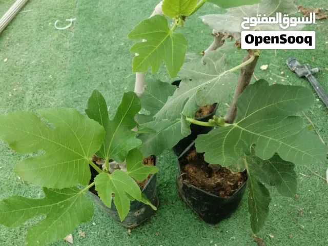 للبيع شتلات تين
