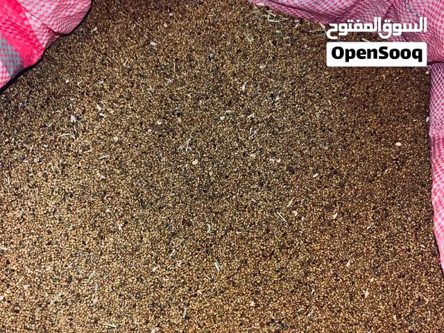 للبيع بذر قت عماني أصلي