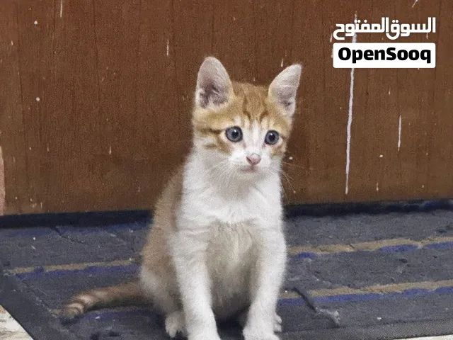 قط صغير فحل العمر شهرين الصحة جيدة جدا و نشيط يحب اللعب معروض لتبني لعدم التفرغ له
