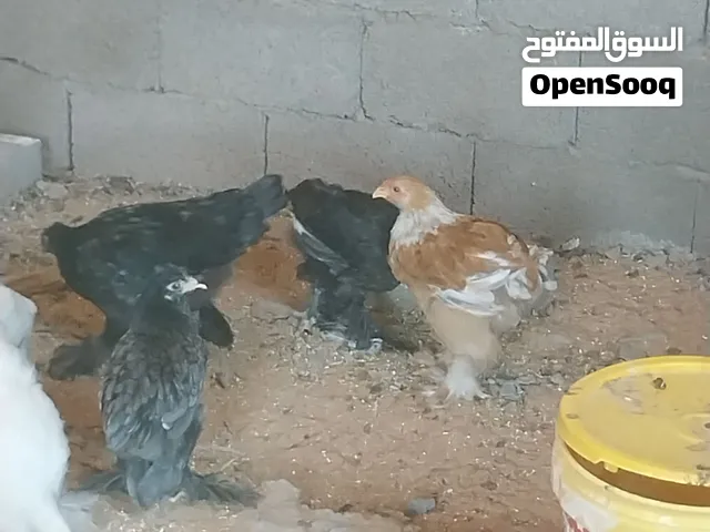 الدجاج برهما