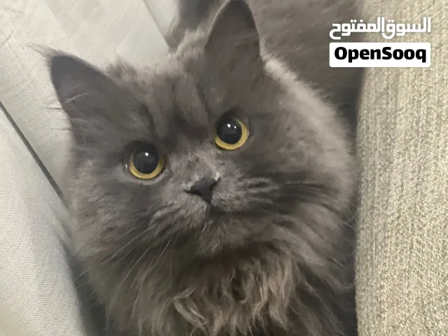 Cat Adoption – Looking for a Loving Forever Home