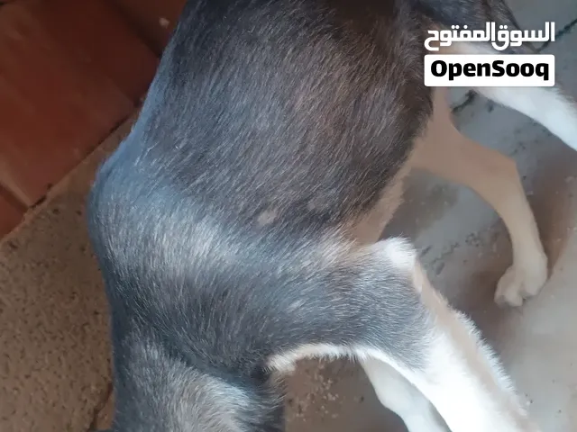 كلب هاسكي متجنس اعلي الولف عمره 4شهور