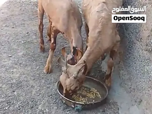 تيوس صلاليه للبيع