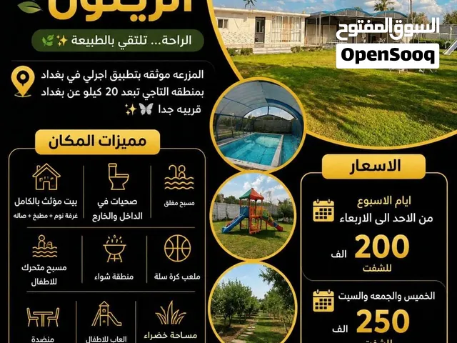 مزرعة الزيتون للأيجار اليومي