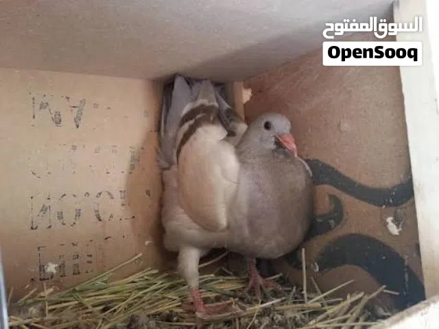 حمام سلفر للبيع