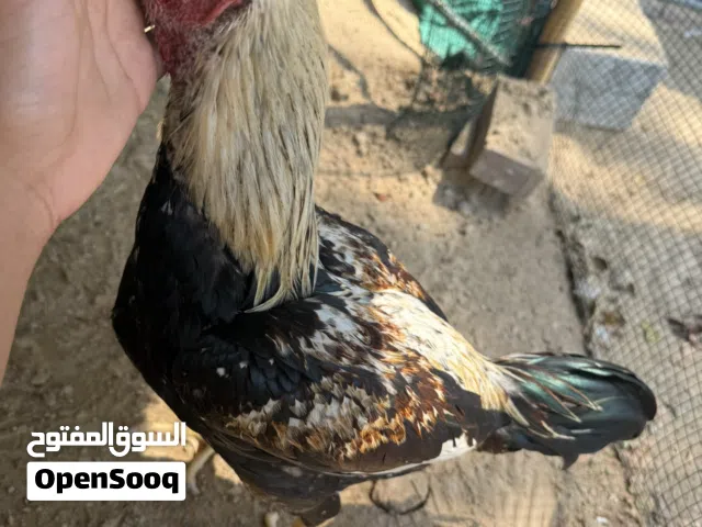 البيع ديك بكستاني في نسل و الديج حارو ما يخاف من أي شي الديج وأيد حار و اموره طيبه العمر11شهر