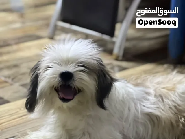 كلب شيتوز بسعر مغري جدا