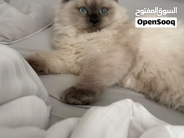 Adorable Himalayan Kitten 3 months old