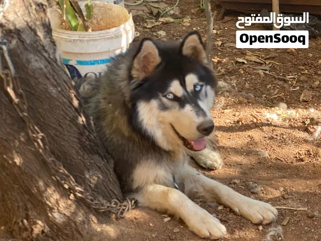 للبيع بسعر مميز
