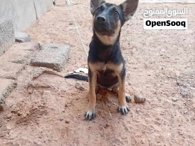 أنثى ولف هجين على المالينوا