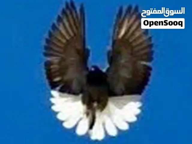 متاح كوبيات وانتاج. اقرأ الوصف