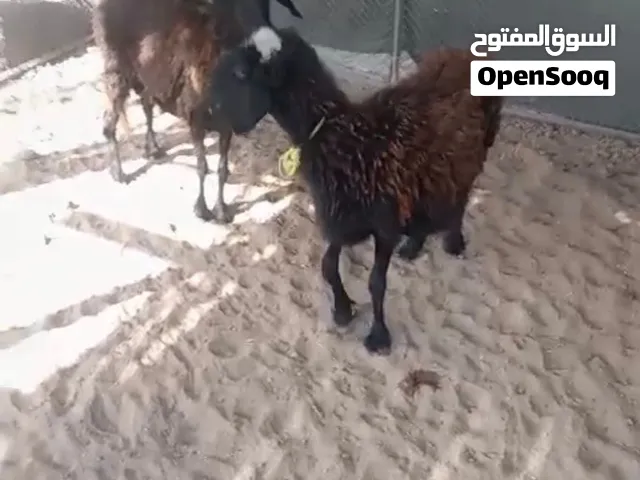 جعد للبيع عشار