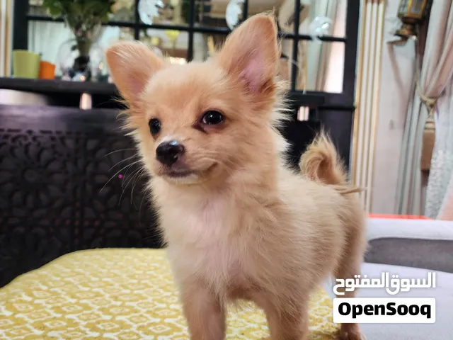 Chihuahua puppy