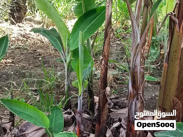 للبيع جروان موز