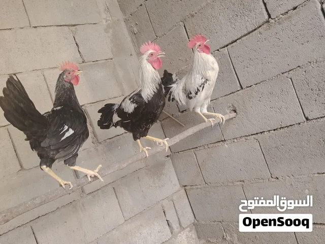 السلام عليكم ورحمة الله وبركاته متاح ديوجه عدد 3 كويتي خط اول العمر 4 اشهر الصحه خير من الله