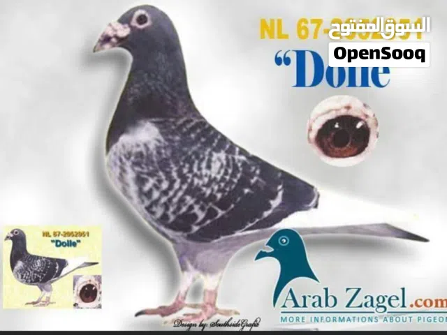 زاجل سباق أجواز منتجة وطبات جاهزة أبطال الابطالTobطيور نخبة تصليح وفوز وخط فوز خوارج جميع خطوط الفوز