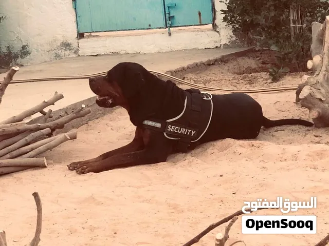 رود وايلر للبيع