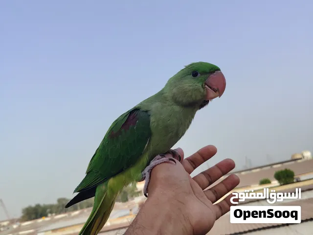 Alexanderin  parrot