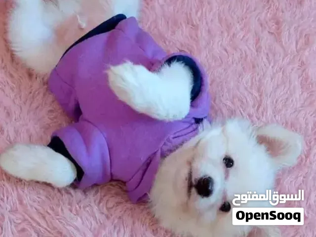 جرو بوميرانيان (Pomeranian) أبيض جميل ومتربي في البيت العمر: 4 شهور