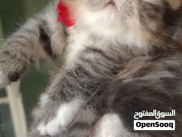 بيع قطة تايجر بيرشين زورار