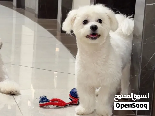 كلبة مالتيبوم