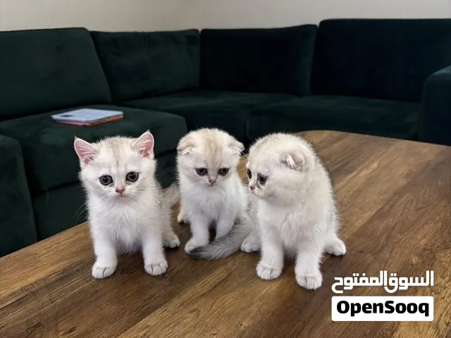 للبيع  سكوتش  NS11