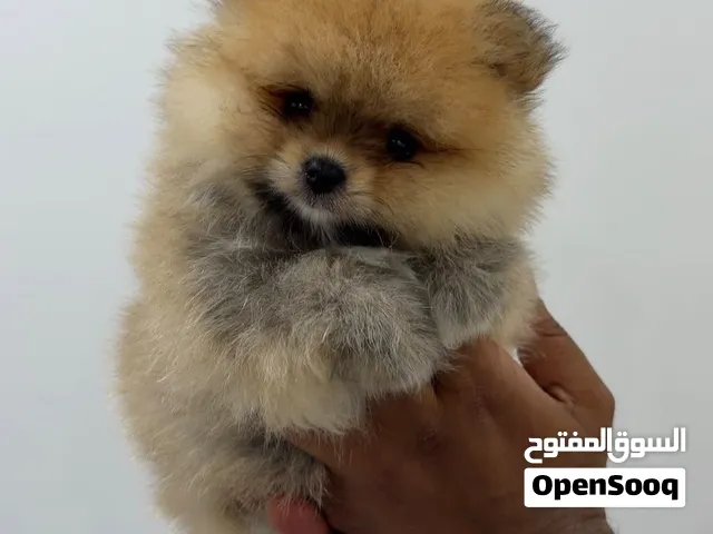 ب 4500 العمر شهرين