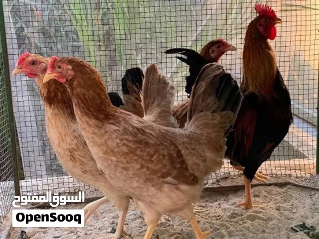 مطلوب دجاج عربي قديم سيافي