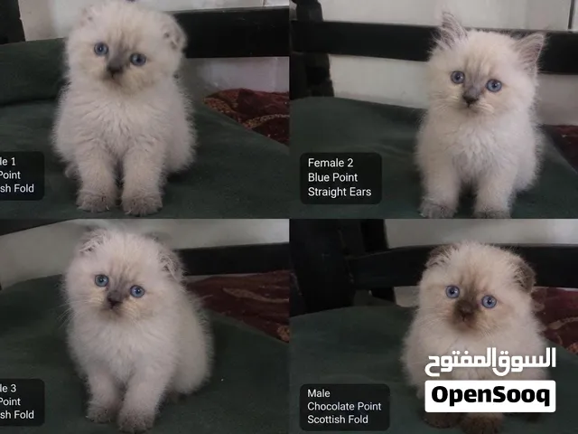 For Sale Pure Himalayan