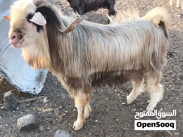 للبيع تيس وحبي