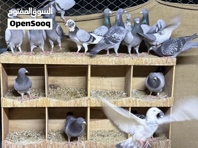 حمام زاجل ريس